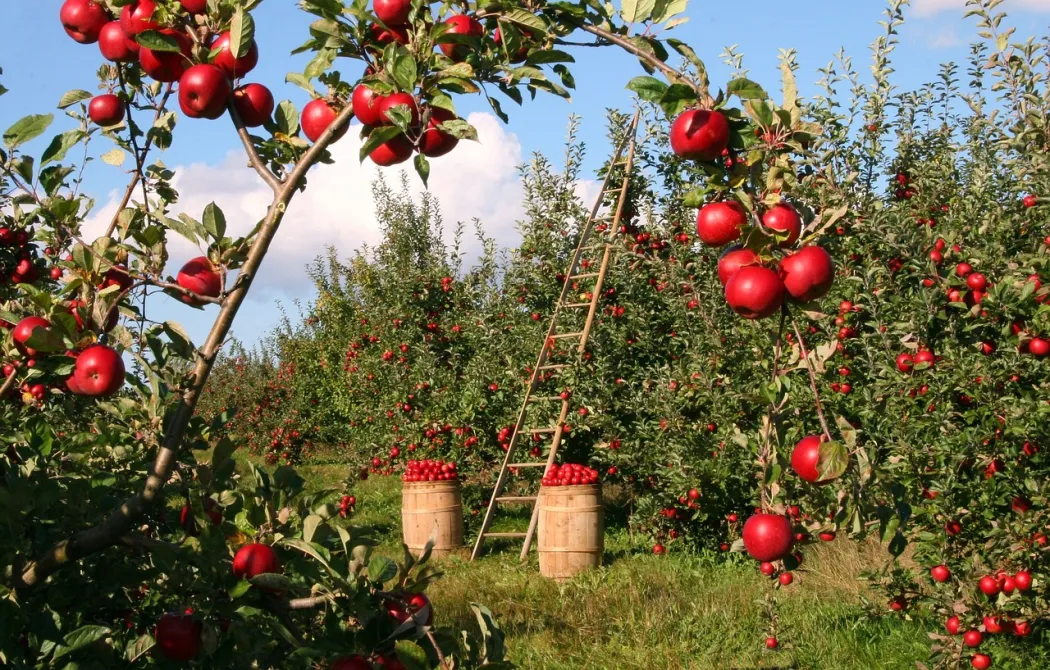 Walory zdrowotne octu jabłkowego — na co pomaga?