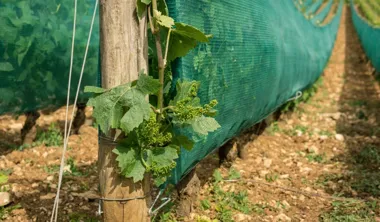 Siatka przeciw ptakom w ogrodzie i sadzie – skuteczna ochrona upraw przed szkodnikami