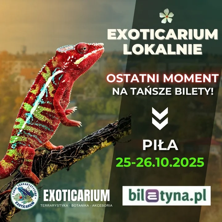 Obraz do artykułu: Egzotyczne zwierzęta z całego świata zawitają do Piły! 🐍🕷️