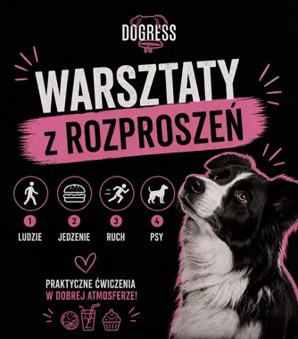 Warsztaty z Rozproszeń Piła – trening skupienia