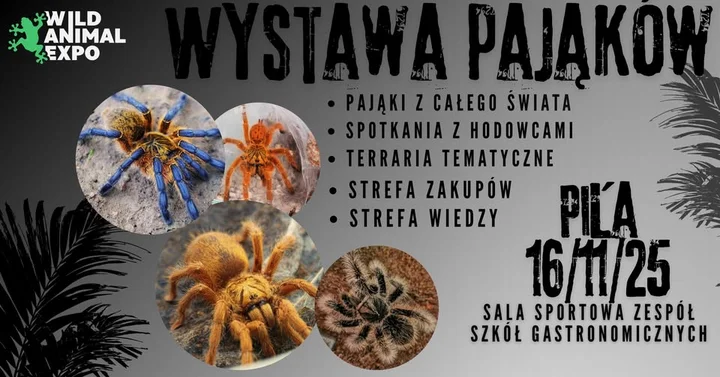 Obrazek przedstawia grafikę promocyjną wydarzenia Wystawa pająków w Pile — ekspozycja egzotycznych gatunków i strefa edukacyjna