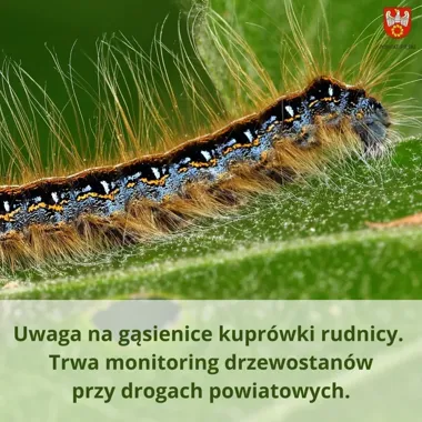 Kuprówka rudnica pojawiła się przy drogach w powiecie pilskim. Włoski gąsienic mogą wywołać reakcję alergiczną
